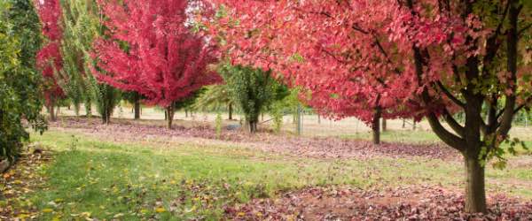 Getting to Gentle Annie Caravan Park